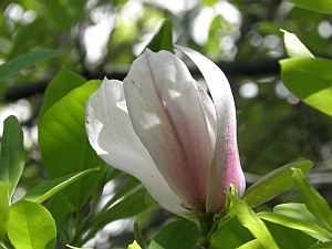 Frühling